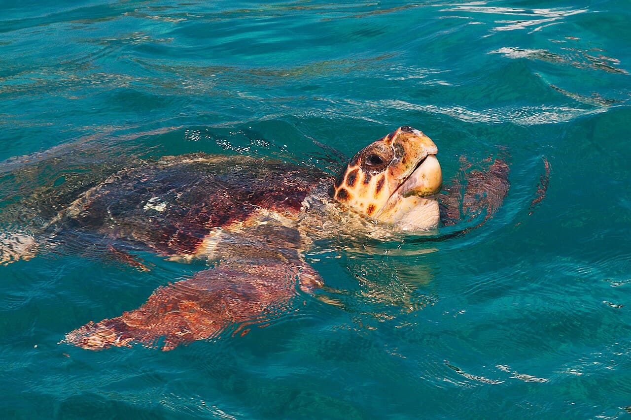 Laganas Körfezi Caretta Caretta Alanı